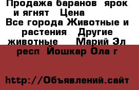 Продажа баранов, ярок и ягнят › Цена ­ 3 500 - Все города Животные и растения » Другие животные   . Марий Эл респ.,Йошкар-Ола г.